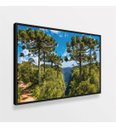 Ver imagem 3 de Quadro Paisagem Árvores de Araucárias Natureza Exuberante