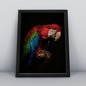 Quadro Decorativo Moldura Preta 30x40cm Arara Vermelhas