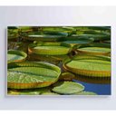 Ver imagem 4 de Quadro Vitória Regia Amazônia 60x40 Cm Adesivo Fotográfico