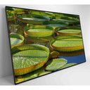 Ver imagem 6 de Quadro Vitória Regia Amazônia 60x40 Cm Adesivo Fotográfico