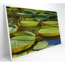 Ver mais imagens de Quadro Vitória Regia Amazônia 60x40 Cm Adesivo Fotográfico