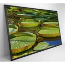 Ver imagem 7 de Quadro Vitória Regia Amazônia 60x40 Cm Adesivo Fotográfico