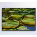 Ver imagem 2 de Quadro Vitória Regia Amazônia 60x40 Cm Adesivo Fotográfico