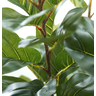 Planta Folhagem Lyrata Fícus Folha Larga Grande 1.70m - 3