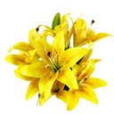 Ver mais imagens de Lírio Amarelo Buquê 55x30x20cm Planta Artificial Permanente