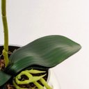 Ver imagem 4 de Orquídea Branca 3D 47x12x10cm Planta Artificial Toque Real