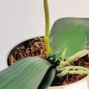 Ver imagem 4 de Orquídea Verde 3D 47x12x10cm Planta Artificial Toque Real