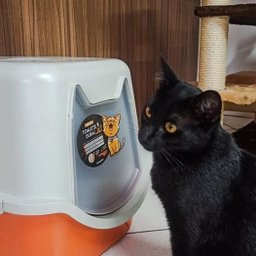 Banheiro Toalete Para Gatos Caixa de Areia Fechada Privada Durapets Cor:Laranja - 4
