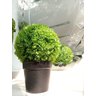 Planta Artificial Decoração Enfeite Buchinho 50 X 35 - 2