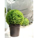 Ver imagem 2 de Planta Artificial Decoração Enfeite Buchinho 50 X 35