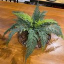 Ver imagem 2 de Arranjo Centro Mesa Grande Samambaia E Vaso Vidro Completo