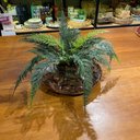 Ver imagem 3 de Arranjo Centro Mesa Grande Samambaia E Vaso Vidro Completo