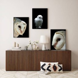 Kit 3 Quadros Decorativos Fotografias Corujas Brancas 33x24cm:madeira Branca - 2