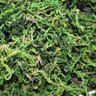 Musgo Artificial para Arranjos e Jardins 5 Litro - 5