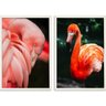 Quadros Decorativos Flamingos Moldura Sem Vidro - Branca - 1