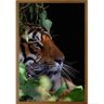 Quadros Decorativos Tigre IV Moldura Sem Vidro - Marrom - 1