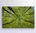 Ver mais imagens de Quadro Árvores - 90x60 Cm - Adesivo Fotográfico