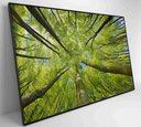 Ver imagem 5 de Quadro Árvores - 90x60 Cm - Adesivo Fotográfico