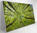 Ver imagem 4 de Quadro Árvores - 90x60 Cm - Adesivo Fotográfico