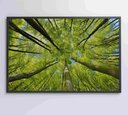 Ver imagem 1 de Quadro Árvores - 90x60 Cm - Adesivo Fotográfico