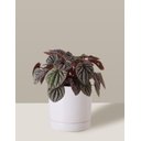 Ver imagem 1 de Vaso de Cerâmica com Prato para Plantas Branco Pequeno
