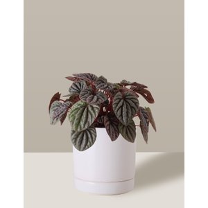 Vaso de Cerâmica com Prato para Plantas Branco Pequeno