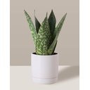 Ver imagem 3 de Vaso de Cerâmica com Prato para Plantas Branco Pequeno