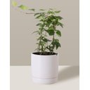 Ver imagem 5 de Vaso de Cerâmica com Prato para Plantas Branco Pequeno