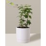Vaso de Cerâmica com Prato para Plantas Branco Pequeno - 5