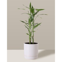 Vaso de Cerâmica com Prato para Plantas Branco Pequeno - 4