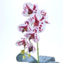 Ver imagem 2 de Arranjo de Orquídea Artificial Mesclada em Aquário Marina