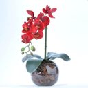Ver imagem 1 de Arranjo de Orquídea Artificial Vermelha em Aquário Pietra