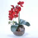 Ver imagem 3 de Arranjo de Orquídea Artificial Vermelha em Aquário Pietra