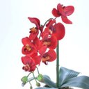 Ver imagem 2 de Arranjo de Orquídea Artificial Vermelha em Aquário Pietra