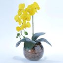 Ver imagem 3 de Arranjo de Orquídea Artificial Amarela em Aquário Giovana