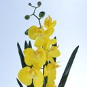 Ver imagem 2 de Arranjo de Orquídea Artificial Amarela em Terrário Pequeno