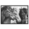 Quadros Decorativo Animais com Vidro 62,20 Cm X 92,20 Cm 584008 - Belchior - 1