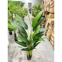 Ver imagem 6 de Bananeira Artificial Viajante Planta Permanente Real Toque 1.60m