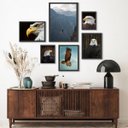 Ver imagem 1 de Kit Composição 6 Quadros Fotografias Águias - com Vidro:madeira Branca
