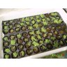 Kit 50 Bandeja Sementeira Para Produção De Mudas 200 Células - 5