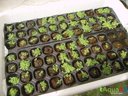 Ver imagem 5 de Kit 50 Bandeja Sementeira Para Produção De Mudas 200 Células