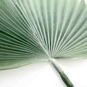 Ver imagem 5 de Folha Artificial de Latânia Azul 83 cm - Indo Decorar