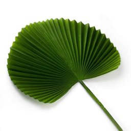 Folha Artificial de Latânia Verde Escuro 83 cm - Indo Decorar - 1