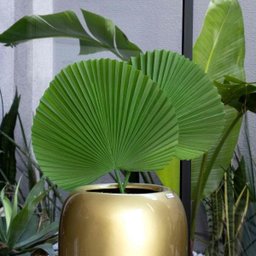 Folha Artificial de Latânia Verde Escuro 83 cm - Indo Decorar - 2