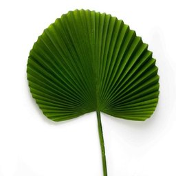 Folha Artificial de Latânia Verde Escuro 83 cm - Indo Decorar - 4