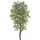 Ver imagem 1 de Planta Árvore Artificial Ficus Verde Creme 2,1m