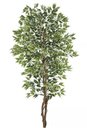 Ver imagem 1 de Planta Árvore Artificial Ficus Verde Creme 2,1m
