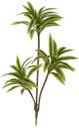 Ver imagem 1 de Planta Artificial Arvore Dracena Reflexa Real Toque X61 Verde Amarelo 70cm