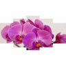 Quadro Decorativo Flor Orquidea Roxa - 1