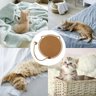 Arranhador Tapete Cama Gato Pet Animais Felino Brinquedo Relaxante Confortavel Anti Estresse Petshop - 9